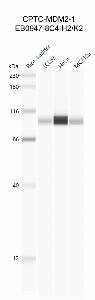 Click to enlarge image Western Blot using CPTC-MDM2-1 as primary antibody against cell lysates LCL57 (lane 2), HeLa (lane 3) and MCF10A (lane 4). Also included are molecular weight standards (lane 1).