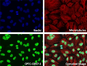 Click to enlarge image Immunofluorescence staining of human cell line HeLa with CPTC-CDK7-1 Ab shows localization to the nucleus, other.