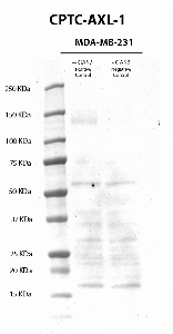 Click to enlarge image Western Blot usign CPTC-AXL-1 as primary antibody against cell lysates of MDA-MB-231 cells treated (lane 2) and not treated (lane 3) with GAS6 (400 ng/mL0 for 10 minutes, after overnight starvation). Molecular weight standards are also included (lane 1). The antibody was able to detect  the phosphorylated target protein in the GAS6 treated cell lysate. Expected molecultar weight for AXL is about 98 KDa.