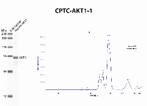 Click to enlarge image Automated western blot using CPTC-AKT1-1 as primary antibody against recombinant AKT1. The antibody can recognize the target