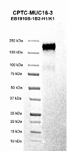 Click to enlarge image Western blot using CPTC-MUC16-3 as primary antibody against recombinant human CA125/MUC16 protein (Met 13,360 ­- Gln 14,347). Expected molecular weight – 170 - 200 kDa.  Molecular weight standards are also included (Lane 1). Blot was developed using enhanced chemiluminescence (ECL).
