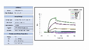 Click to enlarge image Affinity and binding kinetics of CPTC-BRAF-5 and full length BRAF recombinant protein were measured using surface plasmon resonance. CPTC-BRAF-5 mouse antibody was captured on a series S protein G biosensor chip.  Full length BRAF recombinant protein was used as analyte and was titrated at 1024 nM, 256 nM, 64 nM, 16 nM, 4 nM, and 1 nM.  All binding data were double-referenced and analyzed globally using a 1:1 fitting model. 

 