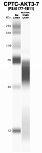 Click to enlarge image Western Blot using CPTC-AKT1-1 as primary Ab against MCF10A-KRas cell lysate (lane 2). Also included are molecular wt. standards (lane 1).