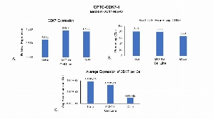 Click to enlarge image Single cell western blot using CPTC-CDK7-1 as a primary antibody against cell lysates. Relative expression of total CDK7 in HeLa, MCF10A, and LCL57 cells (A).  Percentage of cells that express CDK7 (B). Average expression of CDK7 protein per cell (C). All data is normalized to β-tubulin expression.