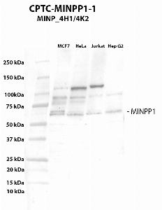 Click to enlarge image Western blot using CPTC-MINPP1-1 antibody against cell lysates of MCF7, HeLa, Jurkat and HepG2. The antibody is presumably able to detect the target in the tested cell lines. The same cell lines have been tested for Vinculin as loading control.