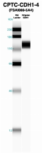 Click to enlarge image Western Blot using CPTC-CDH1-4 as primary Ab against CDH1 (lane 2). Also included are molecular wt. standards (lane 1).