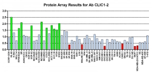 Click to enlarge image Protein Array in which CPTC-CLIC1-2 is screened against the NCI60 cell line panel for expression. Data is normalized to a mean signal of 1.0 and standard deviation of 0.5. Color conveys over-expression level (green), basal level (blue), under-expression level (red).