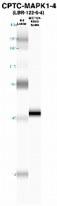 Click to enlarge image Western Blot using CPTC-MAPK1-4 as primary Ab against MCF10A-KRAS cell lysate (lane 2). Also included are molecular wt. standards (lane 1).