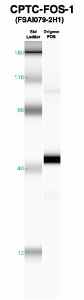 Click to enlarge image Western Blot using CPTC-FOS-1 as primary Ab against recombinant FOS (lane 2). Also included are molecular wt. standards (lane 1).