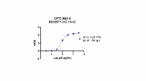 Click to enlarge image Indirect ELISA using CPTC-RB1-6 as primary antibody against BSA conjugated phosphorylated peptide, "ISEGLP-pT-PTK", coated on the plate and detected using HRP conjugated goat anti-rabbit secondary antibody and TMB.