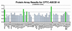 Click to enlarge image This antibody is not suitable for use in a Reverse Phase Protein Array format as described in SOP M-105.