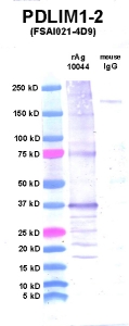 Click to enlarge image Western Blot using CPTC-PDLIM1-2 as primary Ab against PDLIM1 (rAg 10044) in lane 2. Also included are molecular wt. standards (lane 1) and mouse IgG control (lane 3).