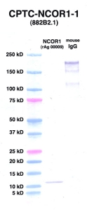 Click to enlarge image Western Blot using CPTC-NCOR1-1 as primary Ab against NCOR1 (rAg 00009) (lane 2). Also included are molecular wt. standards (lane 1) and mouse IgG control (lane 3). 