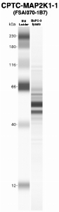 Click to enlarge image Western Blot using CPTC-MAP2K1-1 as primary Ab against MCF10A-KRAS cell lysate (lane 2). Also included are molecular wt. standards (lane 1).