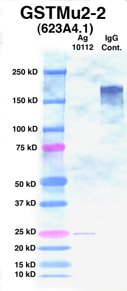 Click to enlarge image Western Blot using CPTC-GSTMu2-2 as primary Ab against Ag 10112 (lane 2). Also included are molecular wt. standards (lane 1) and mouse IgG control (lane 3).