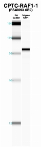 Click to enlarge image Western Blot using CPTC-RAF1-1 as primary Ab against recombinant RAF1 (lane 2). Also included are molecular wt. standards (lane 1).