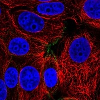 Click to enlarge image Results provided by the Human Protein Atlas (www.proteinatlas.org). The subcellular location is partly supported by literature or no literature is available. Immunofluorescent staining of human cell line MCF7 shows localization to plasma membrane. 
Human assay: MCF7 fixed with PFA, dilution: 1:2000
Human assay: U-2 OS fixed with PFA, dilution: 1:2000