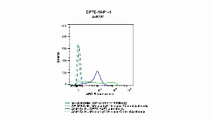 Click to enlarge image Flow cytometric analysis of YAP1 expression in SF-268 and A549 cells using CPTC-YAP1-4 mouse antibody. SF-268 cells were permeabilized and fixed and then stained with CPTC-YAP1-4 antibody (solid green) or concentration-matched mouse IgG2b isotype control antibody (dashed green). A549 cells were permeabilized and fixed and then stained with CPTC-YAP1-4 (solid blue) or concentration-matched mouse IgG2b isotype control antibody (dashed blue) and then fixed. An APC conjugated goat anti-mouse IgG (H+L) was used as a secondary antibody. All data were analyzed using FlowJo. CPTC-YAP1-4 antibody can detect expression of YAP1 in both SF-268 and A549 cells.