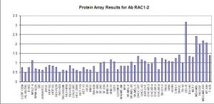 Click to enlarge image Protein Array in which CPTC-RAC1-2 is screened against the NCI60 cell line panel for expression. Data is normalized to a mean signal of 1.0 and standard deviation of 0.5.