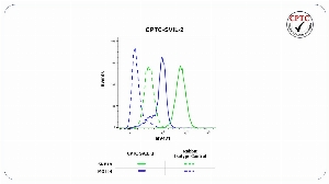 Click to enlarge image Flow cytometric analysis of Supervillin (SVIL) expression using CPTC-SVIL-2 rabbit antibody. Human SNB19 cells were fixed, permeabilized, and then stained with CPTC-SVIL-2 (solid green) or concentration-matched rabbit IgG isotype control (dashed green) antibodies. Human MOLT4 cells were fixed, permeabilized, and then stained with CPTC-SVIL-2 (solid blue) or concentration-matched rabbit IgG isotype control (dashed blue) antibodies. A BV421 conjugated goat anti-rabbit IgG was used as a secondary antibody. All data were analyzed using FlowJo.