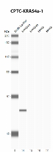 Click to enlarge image Automated Western Blot using CPTC-KRas4a-1 as primary antibody against cell lysates of Mouse Embryonic Fibroblasts (MEFs) stably transfected with KRas4a, KRas4b, HRAS and NRAS. The antibody showed specificity for KRAS4a. Expected MW is ~21KDa.