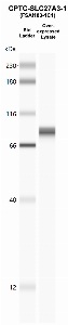 Click to enlarge image Western Blot using CPTC-SLC27A3-1 as primary Ab against SLC27A3 HEK293T cell transient overexpression lysate (lane 2). Also included are molecular wt. standards