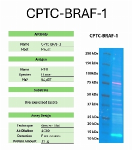 Click to enlarge image Western Blot of CPTC-BRAF-1 against the over-expressed lysate of BRAF. Expected MW is 84 KDa. The antibody detected the target protein.
