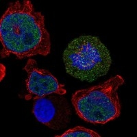 Click to enlarge image Results provided by the Human Protein Atlas (www.proteinatlas.org). The subcellular location is supported by literature. Immunofluorescent staining of human cell line THP-1 shows localization to nucleoplasm & mitotic chromosome. Human assay: THP-1 fixed with PFA, dilution: 1:100
Human assay: U2OS fixed with PFA, dilution: 1:100