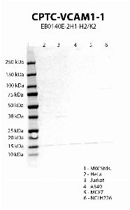 Click to enlarge image Western blot using CPTC-VCAM1-1 as primary antibody against HeLa (lane 2), Jurkat (lane 3), A549 (lane 4), MCF7 (lane 5) and NCI H226 (lane 6) cell lysates.  Expected molecular weight 81 kDa.  Molecular weight standards (MW Stds.) are also included (lane 1).  Positive for cell line NCI H226. Inconclusive/negative for the other cell lines.