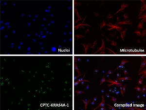 Click to enlarge image Immunofluorescence staining of Mouse Embryonic Fibroblasts (MEFs) stably transfected with KRAS4A-WT protein using CPTC-KRAS4A-1 Ab (green).  KRAS4A protein expression shows localization to the nucleolar fibrillar center of the nucleolus.