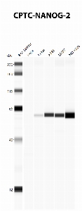 Click to enlarge image Automated Western Blot using CPTC-NANOG-2 as primary antibody against cell lysates A549, H226, HeLa, Jurkat and MCF7. Expected MW of 34.6 KDa. Presumed positive for A549, H226, Jurkat and MCF7. Negative for HeLa.  Molecular weight standards are also included (lane 1).