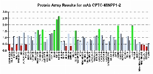 Click to enlarge image Protein Array in which CPTC-MINPP1-2 is screened against the NCI60 cell line panel for expression. Data is normalized to a mean signal of 1.0 and standard deviation of 0.5. Color conveys over-expression level (green), basal level (blue), under-expression level (red).