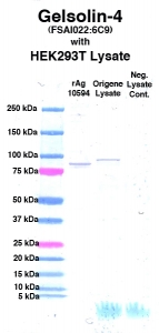 Click to enlarge image Western Blot using CPTC-Gelsolin-4 as primary Ab against cell lysate from transiently overexpressed HEK293T cells form Origene (lane 3). Also included are molecular wt. standards (lane 1), lysate from non-transfected HEK293T cells as neg control (lane 4) and recombinant Ag Gelsolin (NCI 10594) in (lane 2). 