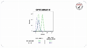 Click to enlarge image Flow cytometric analysis of Serine/threonine-protein kinase B-raf (BRAF) expression using CPTC-BRAF-5 mouse IgG1 antibody. NCI-ADR-RES cells were fixed, permeabilized, and then stained with CPTC-BRAF-5 (solid green) or concentration-matched mouse IgG1 isotype control (dashed green) antibodies. HL-60 cells were fixed, permeabilized, and then stained with CPTC-BRAF-5 (solid blue) or concentration-matched mouse IgG1 isotype control (dashed blue) antibodies. A BV421 conjugated goat anti-mouse IgG was used as a secondary antibody. All data were analyzed using FlowJo.