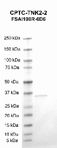 Click to enlarge image Western Blot using CPTC-TNK2-2 as primary antibody against TNK2 recombinant protein (lane 2).  Molecular weight standards are also included (lane 1).