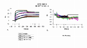 Click to enlarge image The affinity and binding kinetics of CPTC-RB1-6 antibody and BSA-conjugated phosphorylated-peptide, “ISEGLP-pT-PTK” (A) and non-phosphorylated peptide (B), were measured using surface plasmon resonance. Peptide was amine coupled onto a Series S CM5 biosensor chip. Antibody at 64 nM, 16 nM, 4 nM, 1.0 nM, 0.25 nM and 0.0625 nM, was used as analyte. Binding data were double-referenced and analyzed globally using a bivalent fitting model.