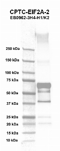 Click to enlarge image Western blot using CPTC-EIF2A-2 as primary antibody against recombinant protein of human eukaryotic translation initiation factor 2A, (EIF2A) (lane 2). Molecular weight standards are also included (lane 1). Expected molecular weight – 64.8 kDa. Blot was developed using chemiluminescence (ECL).