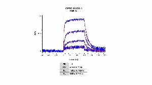 Click to enlarge image Affinity and binding kinetics of CPTC-SNCG-1 antibody and SNCG recombinant protein using biolayer interferometry. CPTC-SNCG-1 antibody was covalently immobilized on amine-reactive second-generation sensors. SNCG recombinant protein, 256 nM, 64 nM, 16 nM, 4.0 nM, 1 nM and 0.25 nM, was used as analyte.
