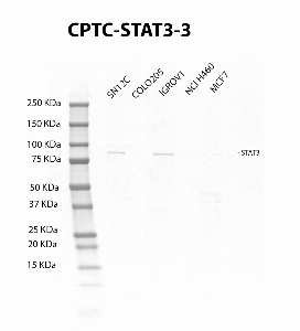 Click to enlarge image Western Blot using CPTC-STAT3-2 as primary antibody against cell lysate of SN12C, COLO205, IGROV1, NCI H460 and MCF7. Expected MW is 88 KDa. The antibody is able to recognize the target protein in the whole lysates of SN12C, IGROV1, and weakly in MCF7.