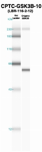 Click to enlarge image Western Blot using CPTC-GSK3B-10 as primary Ab against recombinant GSK3B (lane 2). Also included are molecular wt. standards (lane 1).