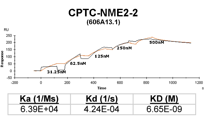 Click to enlarge image Kinetic titration data for NME2-2 Ab (606A13.1) using Biacore SPR method
