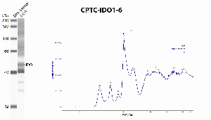 Click to enlarge image Automated western blot using CPTC-IDO1-6 as primary antibody against recombinant IDO1 protein. Protein molecular weight is about 45 KDa. The antibody presumably recognizes recombinant IDO1.