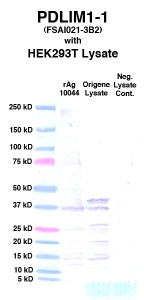 Click to enlarge image Western Blot using CPTC-PDLIM1-1 as primary Ab against cell lysate from transiently overexpressed HEK293T cells form Origene (lane 3). Also included are molecular wt. standards (lane 1), lysate from non-transfected HEK293T cells as neg control (lane 4) and recombinant Ag PDLIM1 (NCI 10044) in (lane 2). 