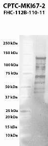 Click to enlarge image Western blot using CPTC-MKI67-2 as primary antibody against human antigen Ki-67 (MKI67), transcript variant 1, residues 1-1000 aa recombinant protein (lane 2). Expected molecular weight - 111 kDa.  Molecular weight standards are also included (lane 1).