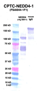 Click to enlarge image Western Blot using CPTC-NEDD4-1 as primary Ab against NEDD4 (rAg 00011) (lane 2). Also included are molecular wt. standards (lane 1) and mouse IgG control (lane 3). 