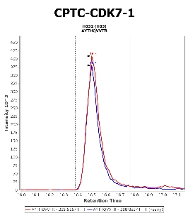 Click to enlarge image Immuno-MRM chromatogram of CPTC-CDK7-1 antibody (see CPTAC assay portal for details: https://assays.cancer.gov/CPTAC-5912)
Data provided by the Paulovich Lab, Fred Hutch (https://research.fredhutch.org/paulovich/en.html). Data shown were obtained from cell lysate.