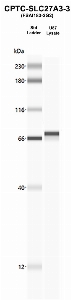 Click to enlarge image Western Blot using CPTC-SLC27A3-3 as primary Ab against U87 lysate (lane 2). Also included are molecular wt. standards.