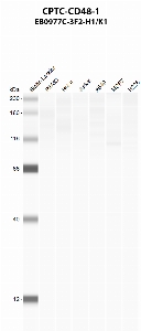 Click to enlarge image Automated western blot using CPTC-CD48-1 as primary antibody against PBMC (lane 2), HeLa (lane 3), Jurkat (lane 4), A549 (lane 5), MCF7 (lane 6), and NCI-H226 (lane 7) whole cell lysates.  Expected molecular weight -  28 kDa, 19 kDa, and 69 - 72 kDa.  Molecular weight standards are also included (lane 1).