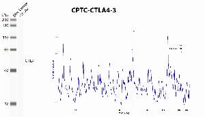 Click to enlarge image Automated western blot using CPTC-CTLA4-3 as primary antibody against recombinant CTLA4 protein. Protein molecular weight is about 25 KDa, but the protein is glycosylated and runs at a higher molecular weight. The antibody cannot recognize recombinant CTLA4.
