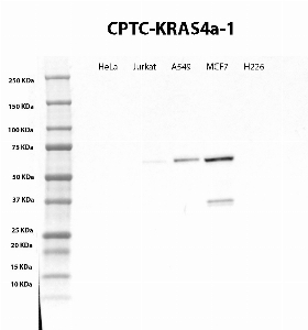 Click to enlarge image Western Blot using CPTC-KRas4a-1 as primary antibody against cell lysates of HeLa, Jurkat, A549, MCF7 and H226. Presumed positive for MCF7. Expected MW is ~21KDa.